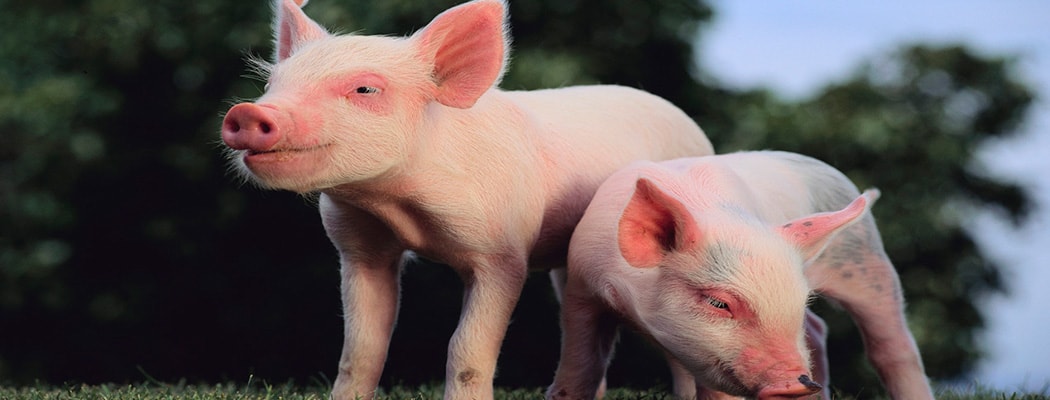 The cuteness of Pigs