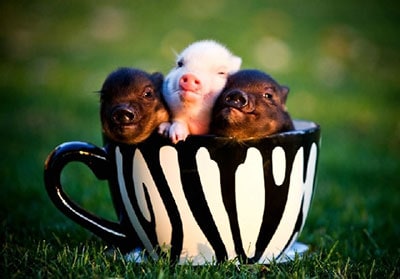 Mini Pigs as family members
