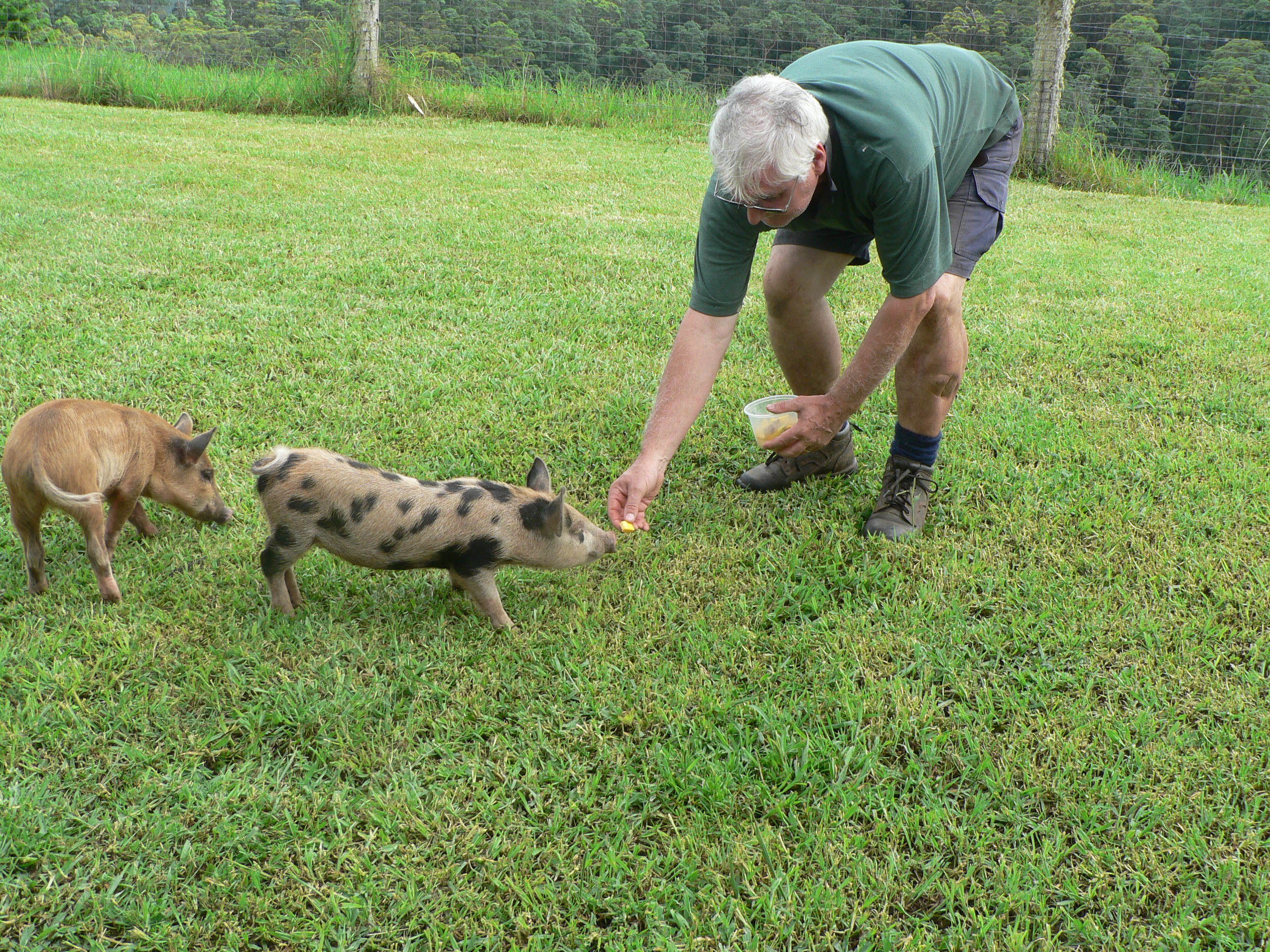 miniature pigs with Gary