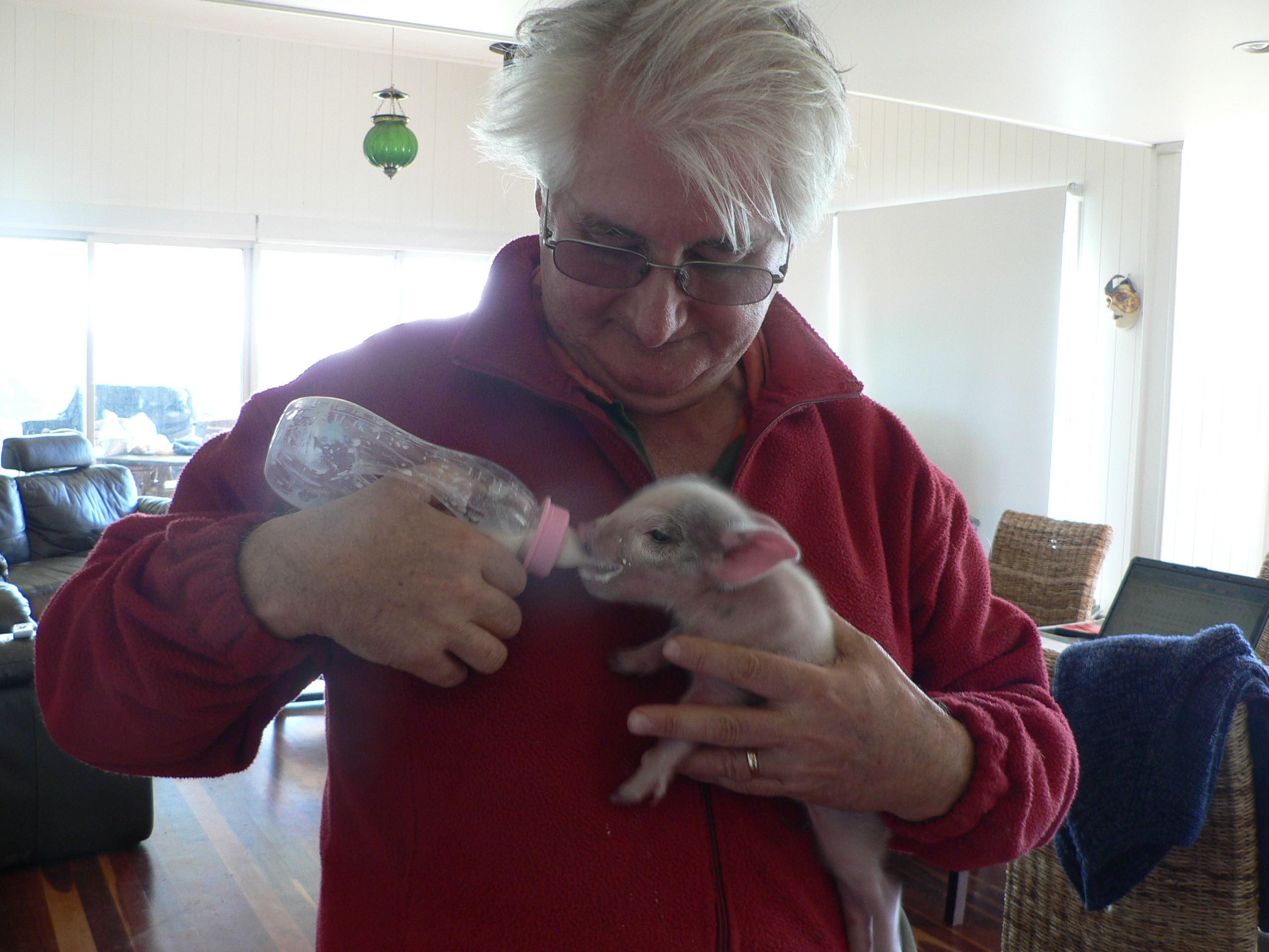 Gary feeding mini pig Tilly